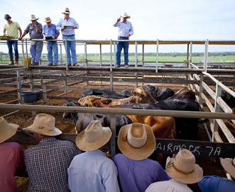 Roma Cattle Saleyards